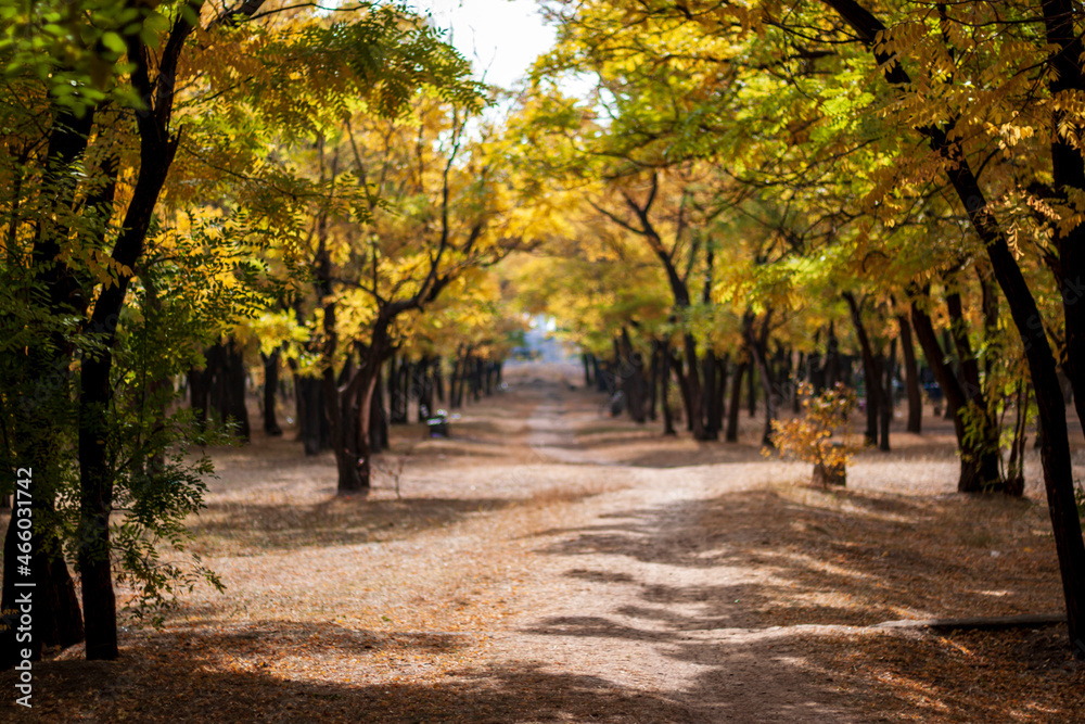 Autumn park, golden orange fallen leaves.Beautiful nature