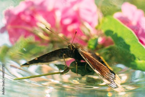 Butterfly. Beautiful wings of a butterfly frozen for a second. photo