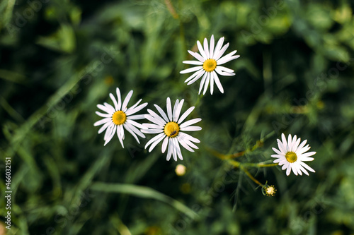 Flowers. White daisies on a background of green grass.