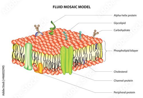 Biological structure of fluid mosaic model (Cell membrane model) 