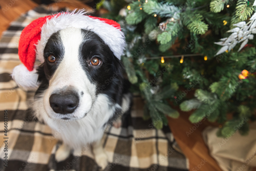 Funny portrait of cute puppy dog border collie wearing Christmas costume red Santa Claus hat near christmas tree at home indoors background. Preparation for holiday. Happy Merry Christmas concept
