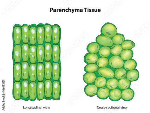 Biological illustration of parenchyma tissue photo