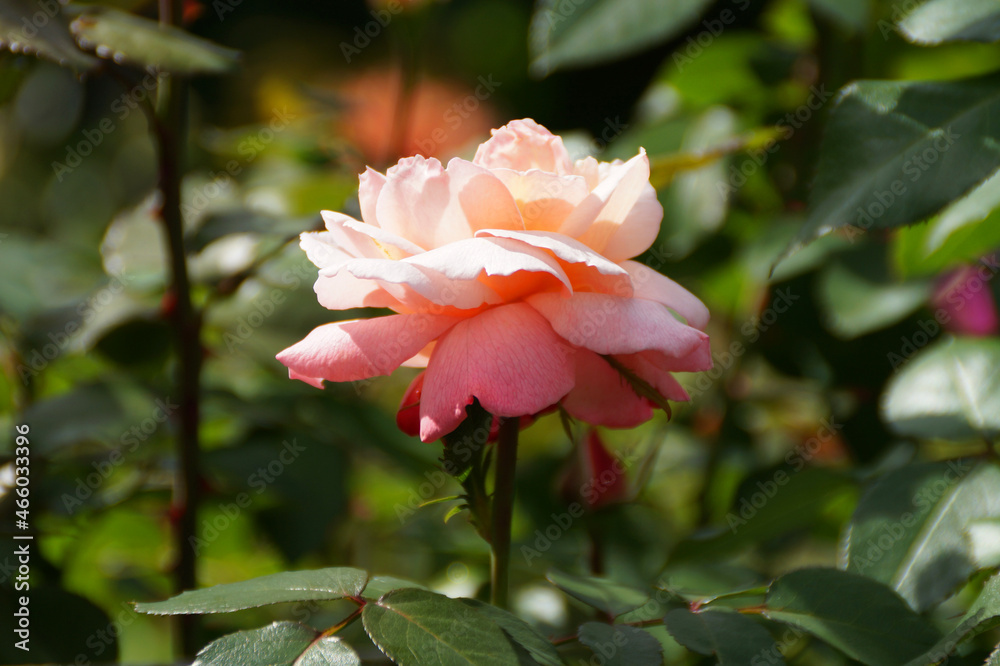 a gorgeous sunlit pastel pink rose a gorgeous sunlit pastel pink rose