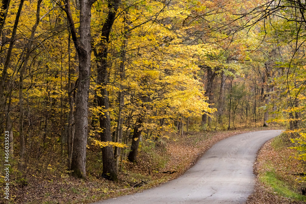 A narrow woodland road with bright yellow sugar maple leaves in the autumn A narrow woodland road with bright yellow sugar maple leaves in the autumn
