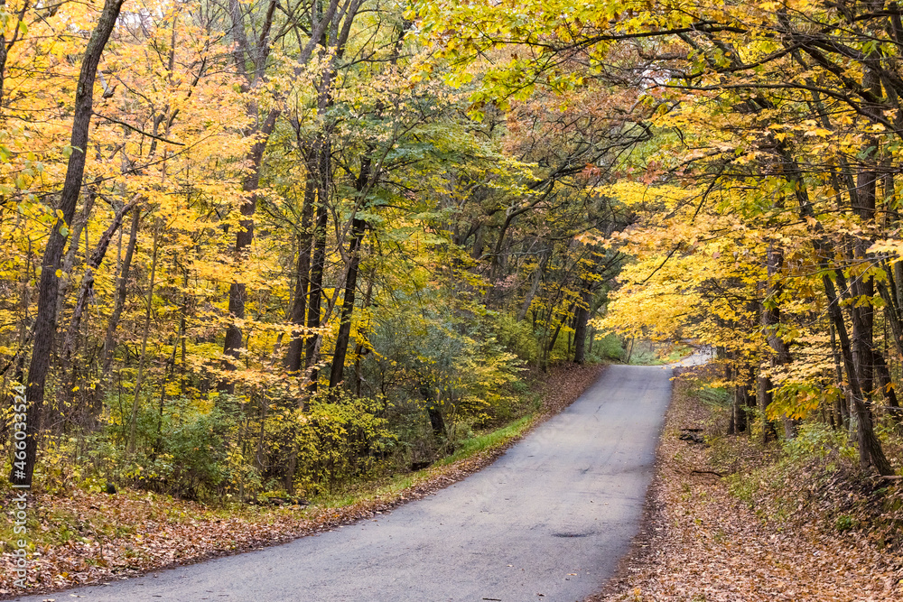 Fototapeta premium A rustic road through the woods in the autumn with bright yellow sugar maples.