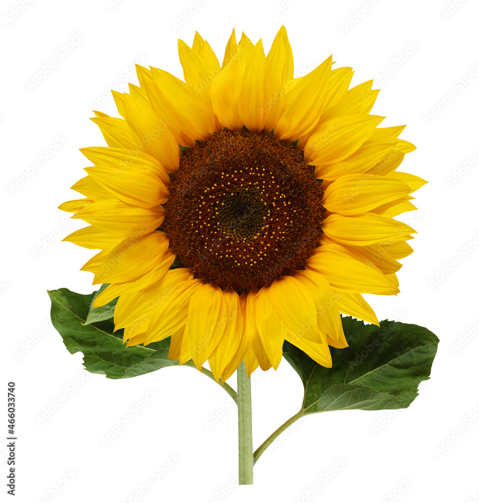 Obraz premium sunflower isolated on a white background