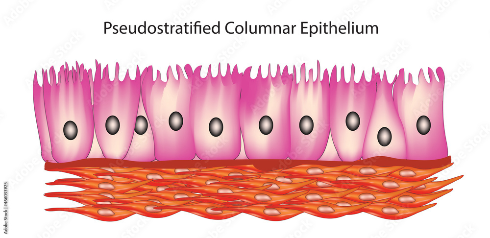 Biological illustration of pseudostratified columnar tissues 