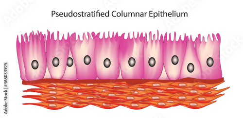Biological illustration of pseudostratified columnar tissues 