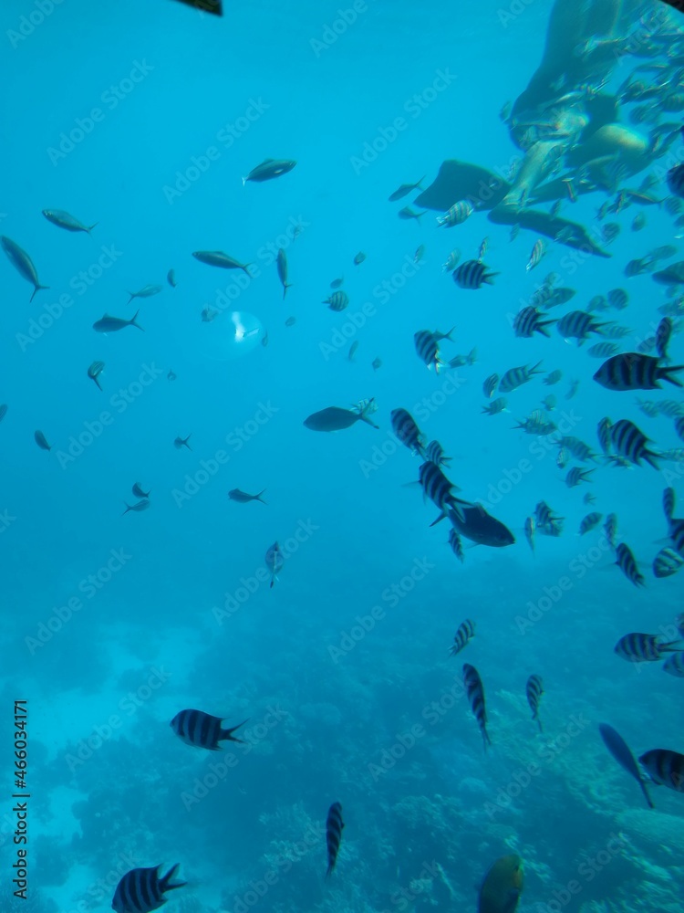 Obraz premium The underwater world of the sea with corals and schools of fish. High quality photo