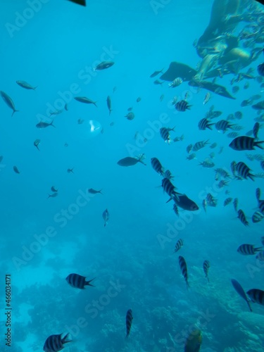 The underwater world of the sea with corals and schools of fish. High quality photo