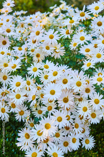 Large grouping of white and yellow flowers of the same type photo