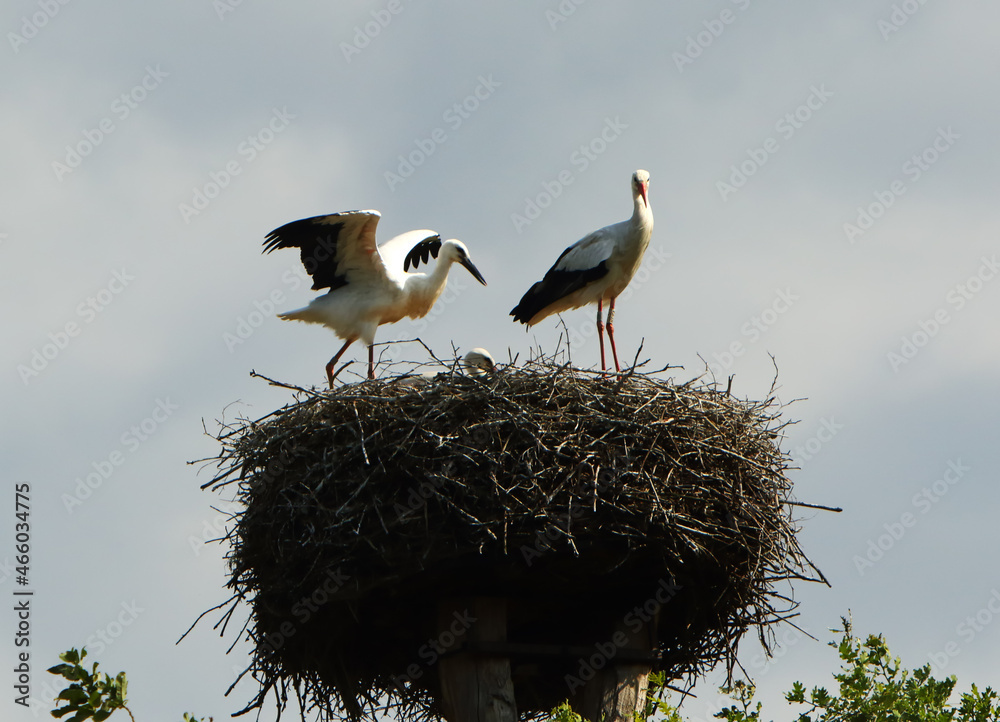 Group of the white storks (Ciconia ciconia) on the nest. Group of the white storks (Ciconia ciconia) on the nest.