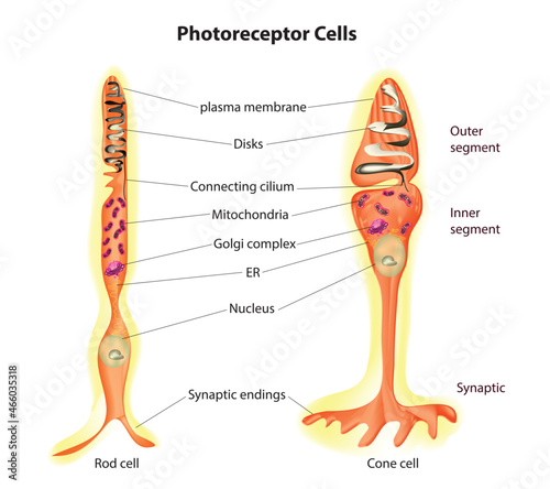 detailed illustration of cone and rod cells