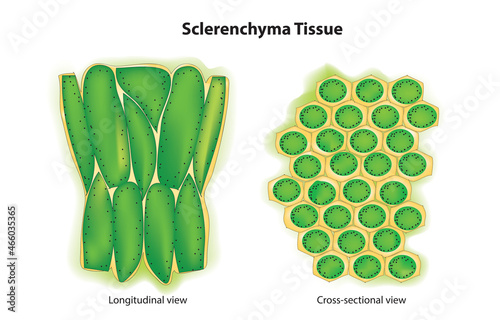 Biological illustration of sclerenchyma tissue photo