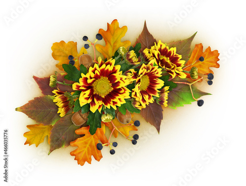 Red and yellow aster flower...