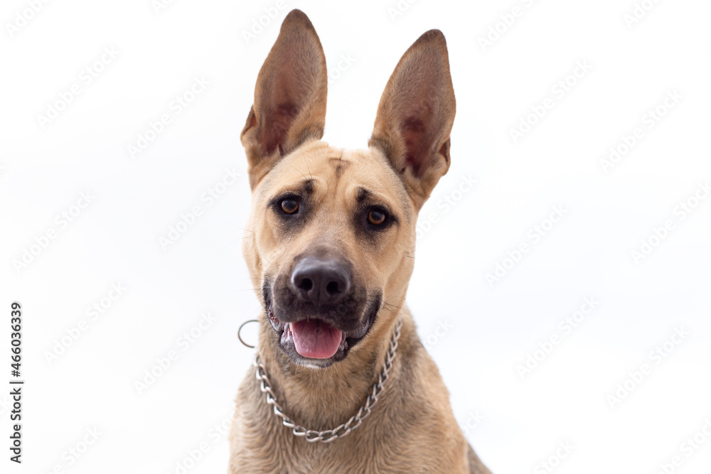 Close-up of a dog's head on a white background. Funny face of a dog with a protruding tongue. A mixture of staff terrier with a shepherd dog.