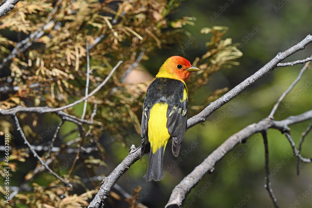 Naklejka premium Western Tanager Perched in a Tree in Lassen National Forest, California