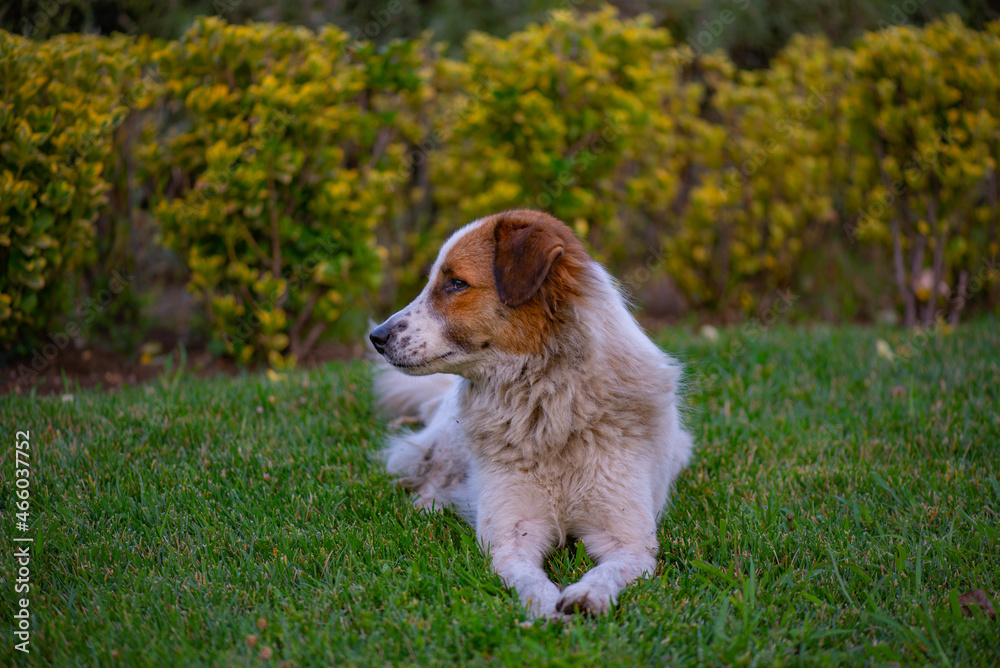 a kind red dog lies on the grass a kind red dog lies on the grass