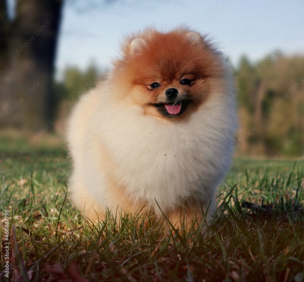pomeranian dog on grass
