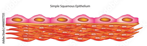 Biological illustration of simple squamous epithelium  photo