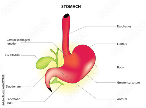 Biological illustration of stomach with gall bladder 