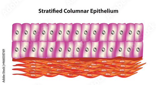 Biological illustration of stratified columnar epithelium