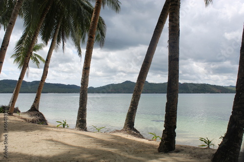 Beach with Tall Palm trees