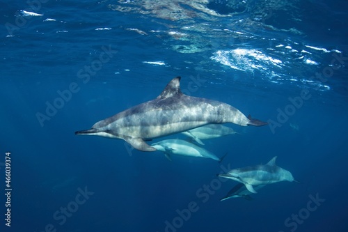 Group of spinner dolphins on the open ocean. Swimming with dolphins. Marine life.