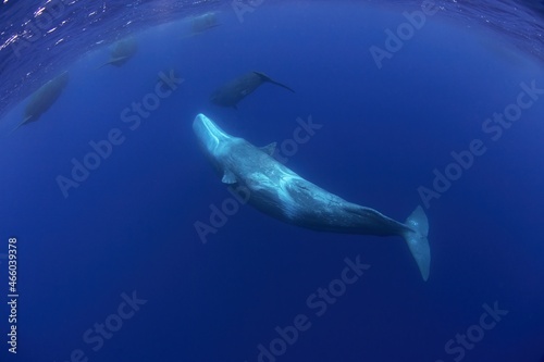 Group of sperm whales in Indian ocean. Calm whales with divers. Marine life. 