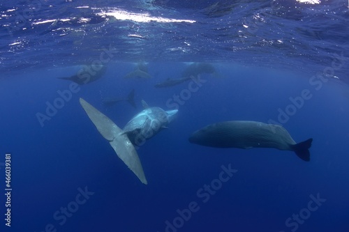 Group of sperm whales in Indian ocean. Calm whales with divers. Marine life.  © prochym