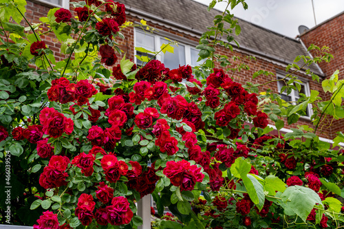 Fototapeta Naklejka Na Ścianę i Meble -  Red roses in the garden