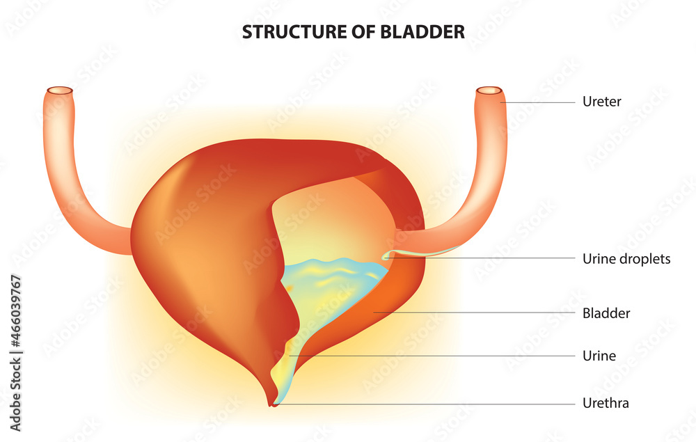 Biological anatomy of urinary bladder (Structure of bladder) Stock ...