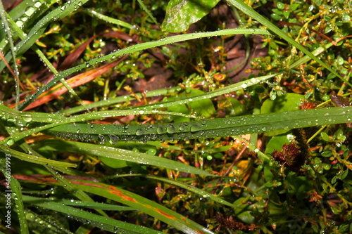 large dew drops on thin blades of grass