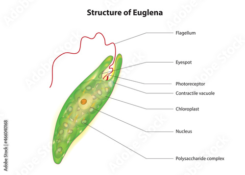 Biological illustration of euglena (Anatomy of euglena)
