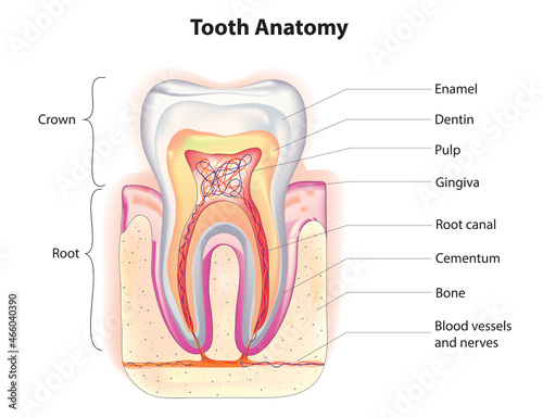Biological anatomy of tooth (tooth anatomy)