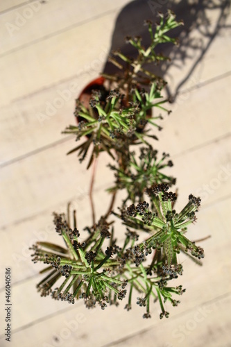 Kalanchoe tubiflora żyworódka płodnolist