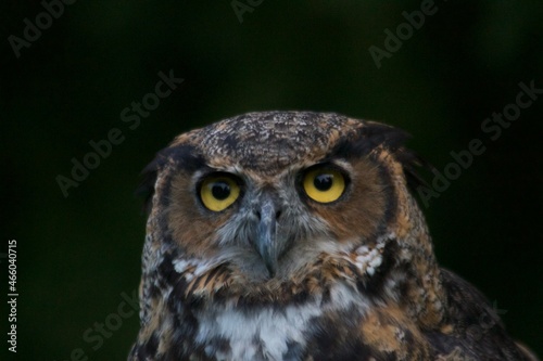 Great-Horned Owl © Noah Paas