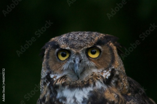 Great-Horned Owl