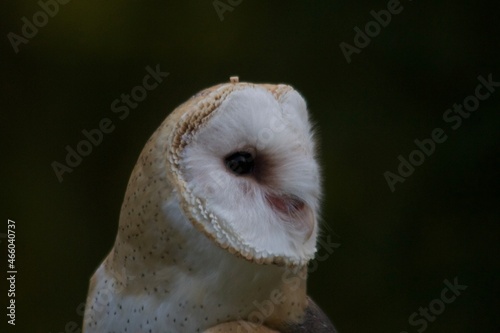 Barn Owl