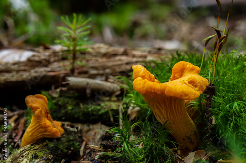 mushroom in the forest