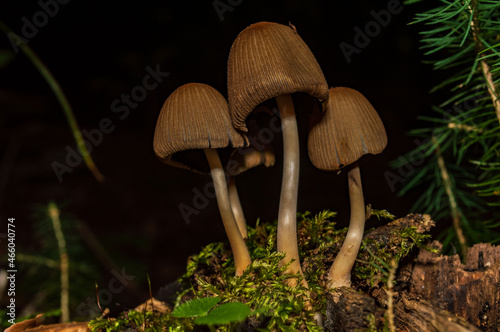 mushroom in the forest