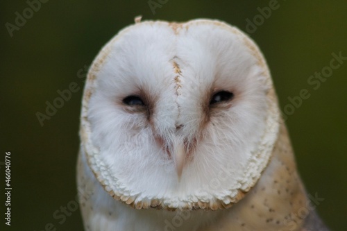 Barn Owl