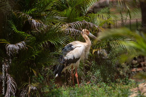 South American giant bird (Ciconia maguari) known as 