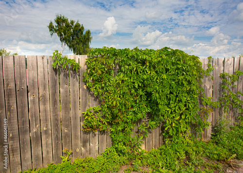 Wooden fence around old building with climbing plant