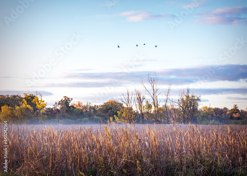 Geese take flight in the first morning light as fog drifts over the river bottom cattails on a fall morning. photo