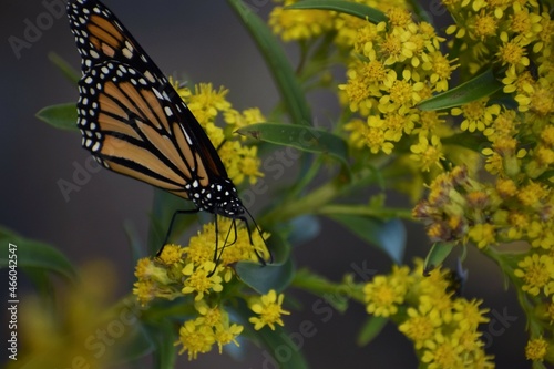 Canvas Print Monarch butterfly on a flower