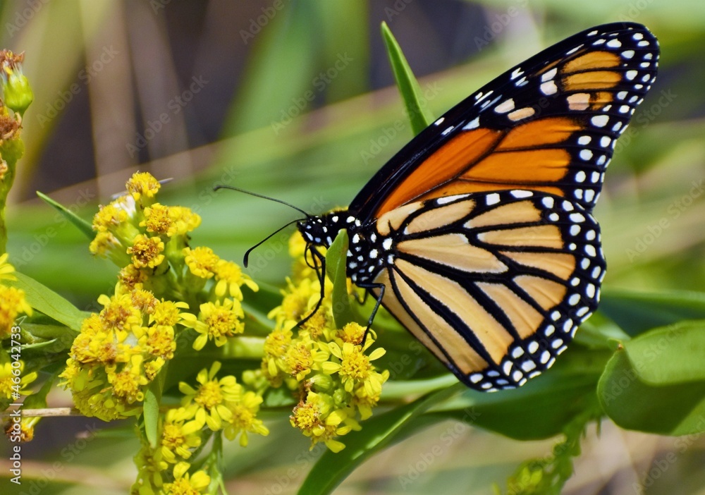 Obraz premium Monarch butterfly on a flower