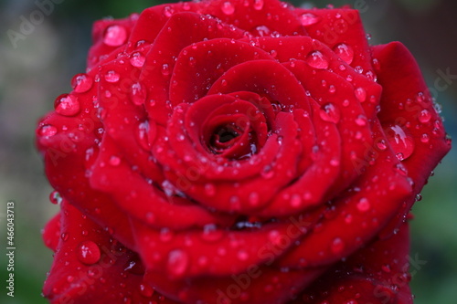 Róża Rosa Rose © Perovskia