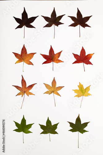 maple leaf isolate on white background © Jovan