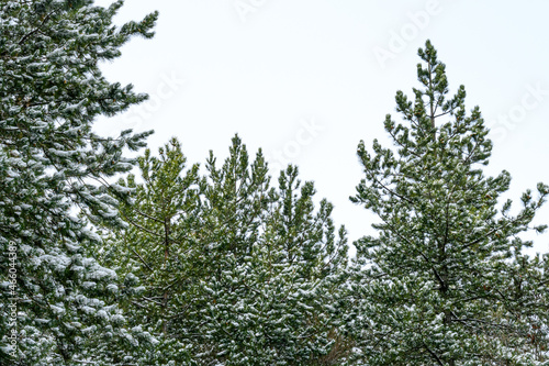 green pines with early snow in winter day © PlamPP